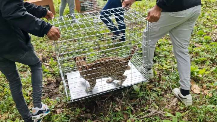 Pareja de cunaguaros fue liberada en una reserva ecológica de Portuguesa