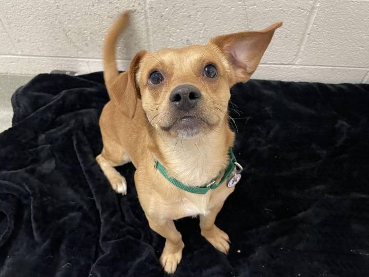 Alexandria's Pawfect Match of the Week: Meet Buckey!
