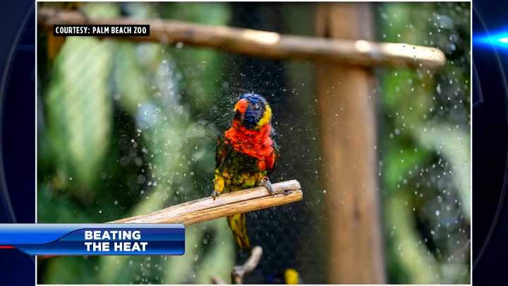 Palm Beach Zoo staff use frozen treats and ice to keep animals cool during summer heat 