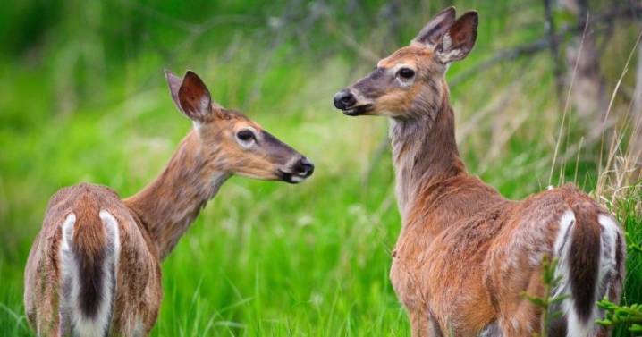 Host of hunting show gets lifetime hunting ban in Kansas