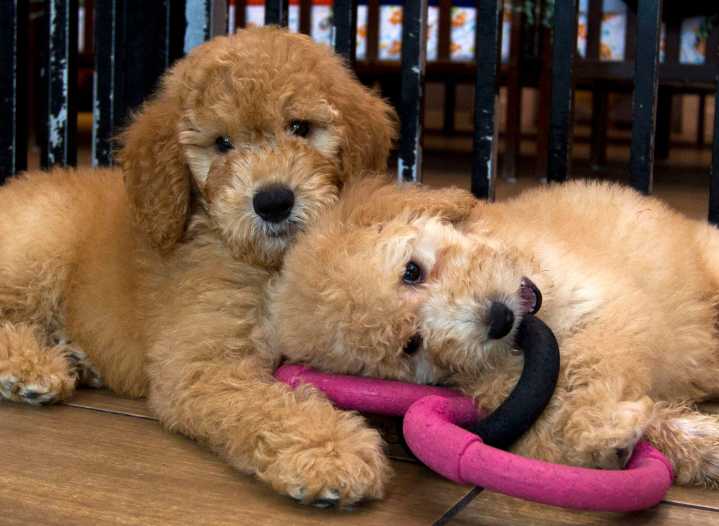 We love our dogs and cats. But are they bad for the environment?