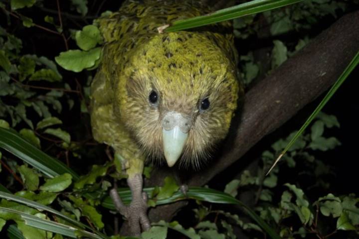World Nature Conservation Day: How a large, flightless parrot rebounded from the verge of extinction