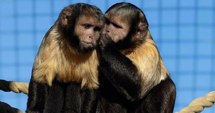 Drusillas Park closes due to power cut but open today
