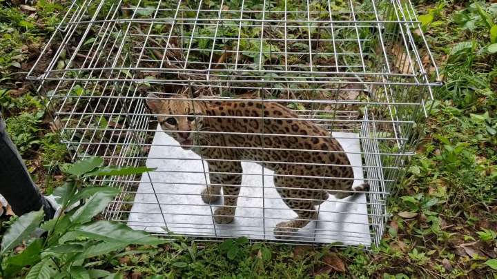 Liberan a pareja de cunaguaros en una reserva de Portuguesa