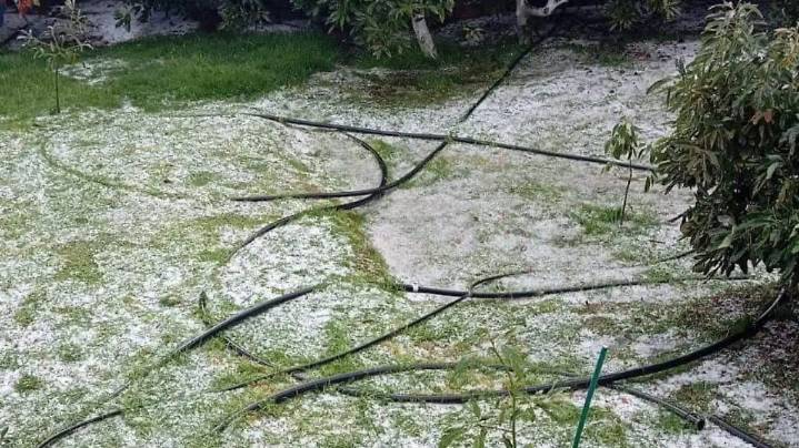 Sedagro realizará segunda inspección a cultivos afectados por granizadas