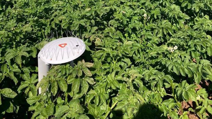 Agricultores usan IA para monitorear 20 mil hectáreas de sembradíos: así funciona Carlota, su nueva herramienta