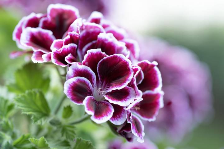 We Asked Pro Gardeners What They Grow at Home—Here Are Their Top Picks