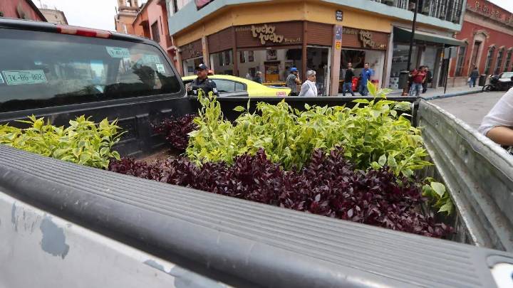 Podrían remover concreto para plantar árboles en el Centro Histórico de la capital