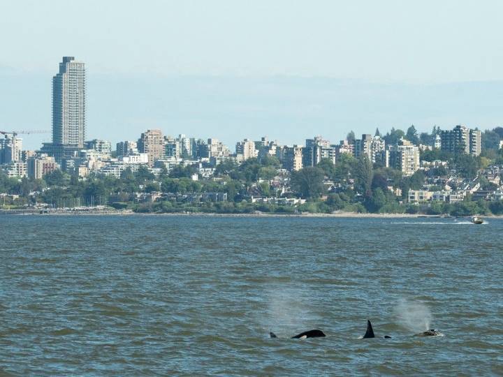 Vancouver harbour a buffet of seals and sea lions for Bigg's orcas