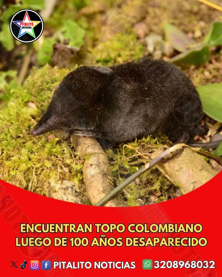 Redescubren topo colombiano tras 100 años de ausencia