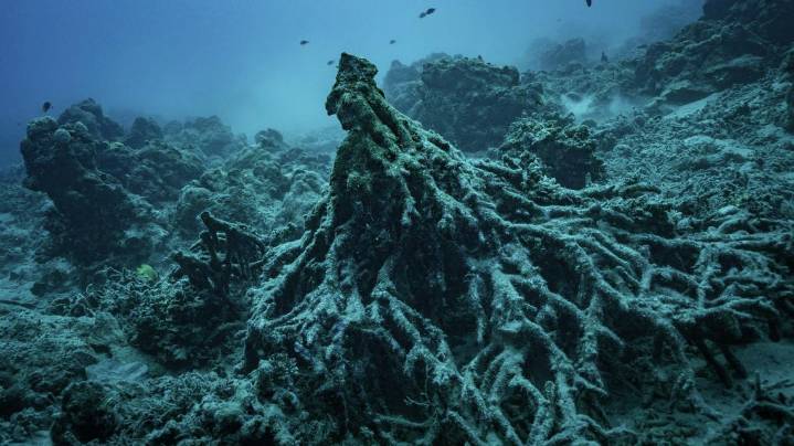 UN Court says all countries have to fight climate change