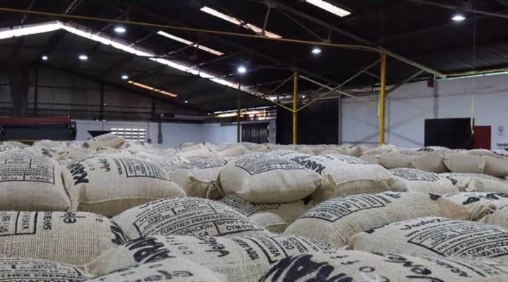 Venezuela exporta más de 95 toneladas de café verde hacia EEUU