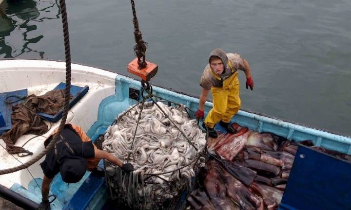 Declaran altamente migratoria y transzonal a la jibia tras requerimiento de pescadores artesanales de Lebu