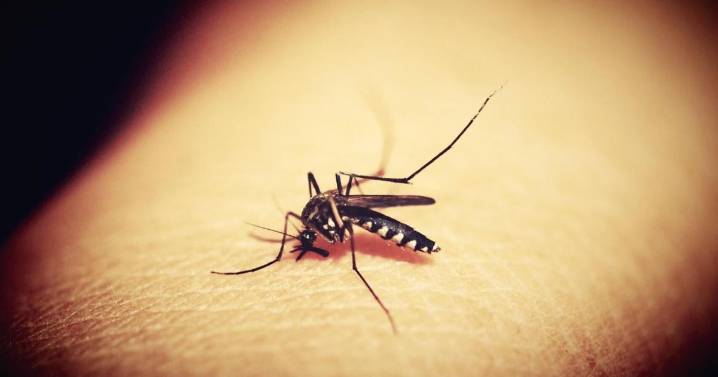 2 mosquito samples test positive for West Nile virus in Atlantic County