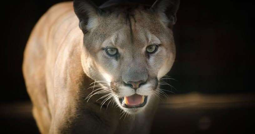 Mountain lion injures child at Olympic National Park