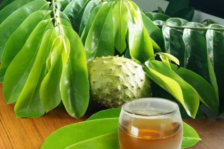 Beneficios del té de hojas de guanábana