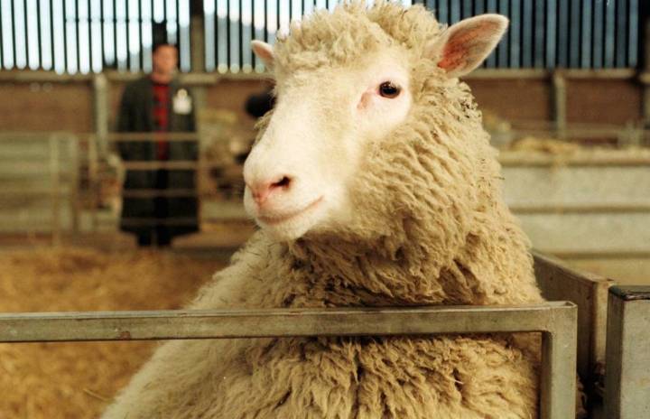 Today in History: July 5, Dolly the sheep born in cloning breakthrough