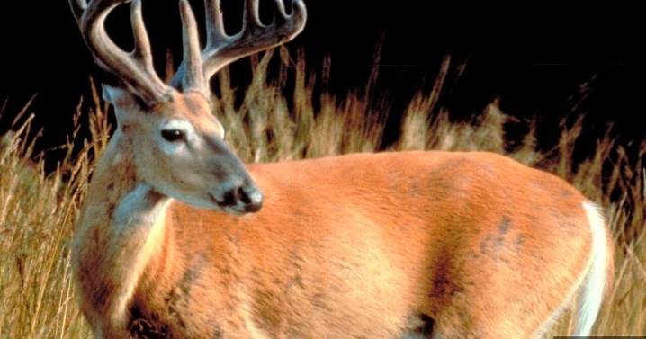 Hunting show host receives lifetime Kansas hunting ban after illegal deer kills