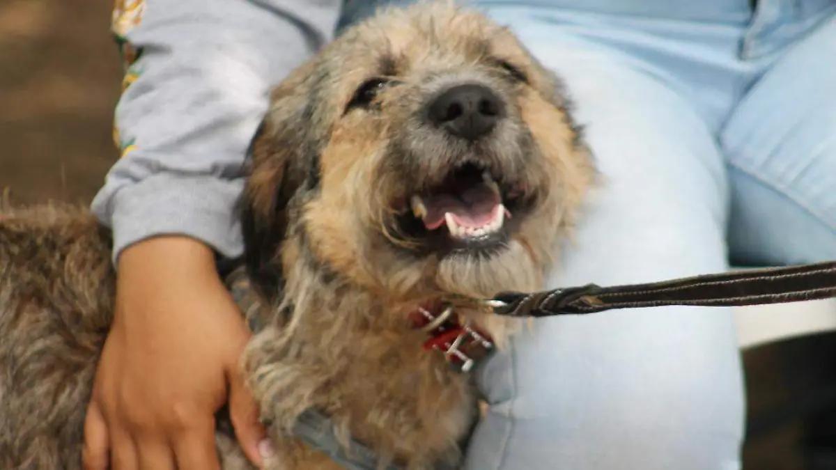 Instalan ‘Violentómetro Animal’ en Morelos; así se previene el maltrato animal
