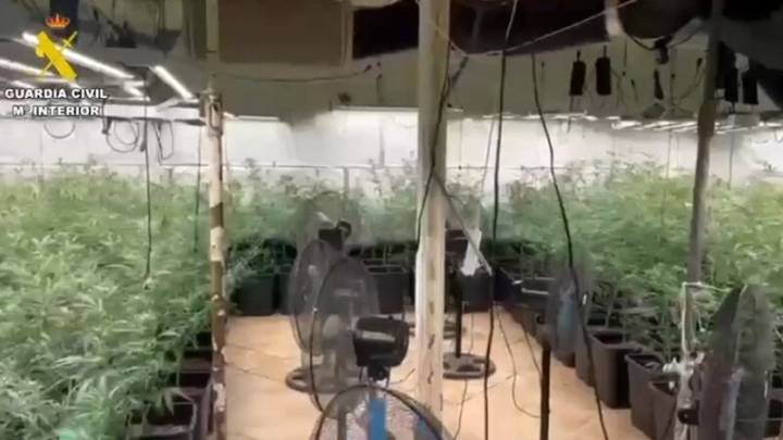 Dos detenidos en Novés por un cultivo 'indoor' con 308 plantas de marihuana