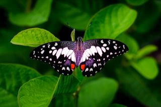 Butterflies: Their Fascinating Lives and How to Protect Them