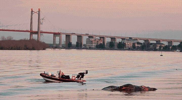Encontraron una ballena sin vida en el Río Paraná: Investigan las posibles causas de su muerte