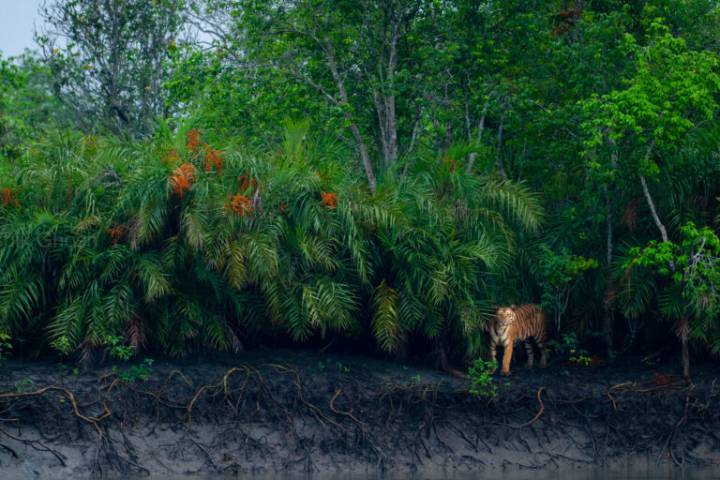 Photos: Mangrove photography awards showcase a diverse & fragile ecosystem