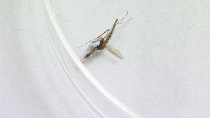 EEE in Massachusetts: 1st mosquitoes of season test positive
