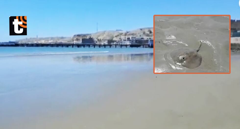 ¡Alerta en Piura! Mar se retira más de 100 metros en playa del puerto de Paita: animales marinos sucumben al quedar varados El inusual retiro del mar en la playa El Toril se registró en medio de la al