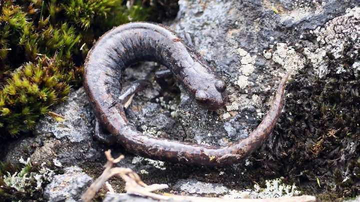 Anfibios en América Latina y en la región de las Altas Montañas están en peligro: Activista