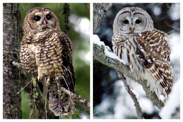 Trump administration axes plans to kill invasive owls in Mendocino, Sonoma counties