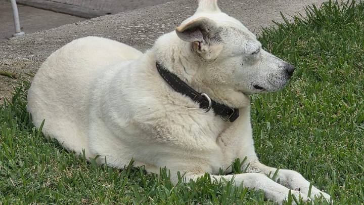 Llaman a denunciar el maltrato animal en Cuautla
