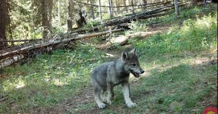 Controversy over Wolf Restoration Program Continues