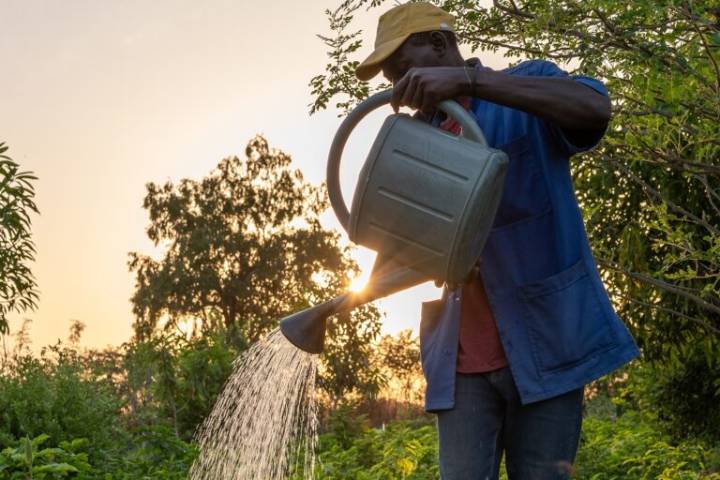 A forest garden project attempts to expand into the Sahel