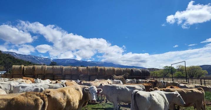 Rancher: Colorado is 'no longer' agriculture