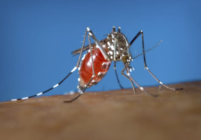 West Nile Virus case detected in Hays County; First human case in county of the year