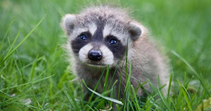 Wildlife vaccine drop planned for early August