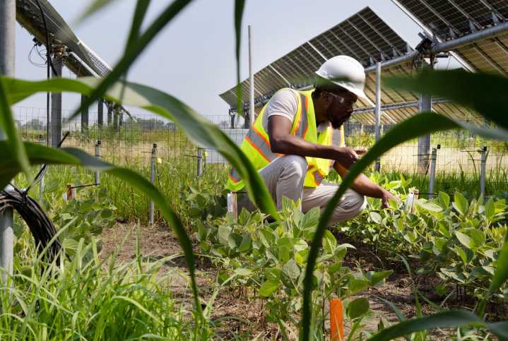 How 'corn sweats' exacerbates heat waves