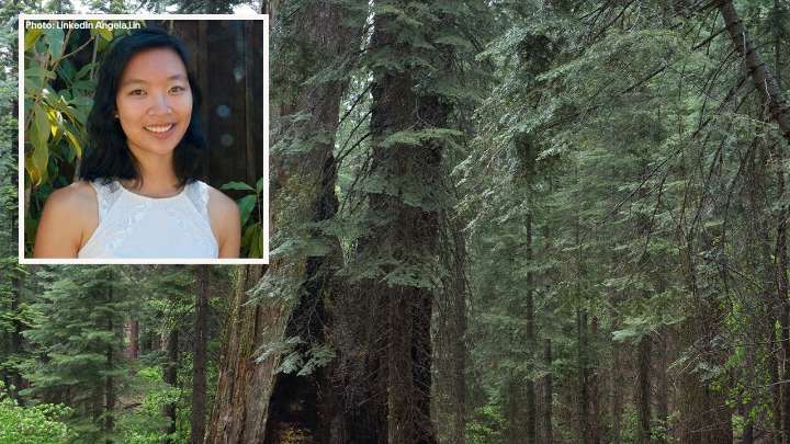 Falling branch at Yosemite strikes and kills 29