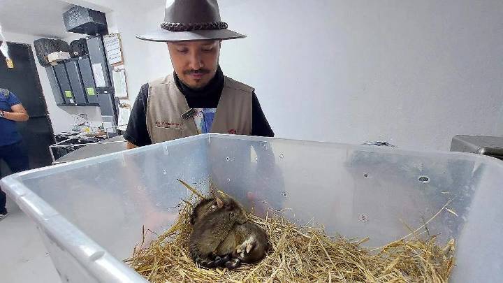 Unidad de Fauna Silvestre de Pachuca permite reinserción de animales a su hábitat
