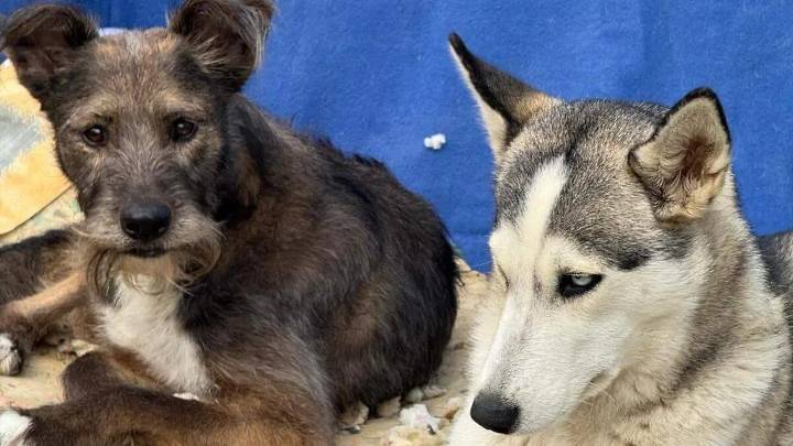 Puebla capital suma 250 denuncias por maltrato animal en lo que va del trienio