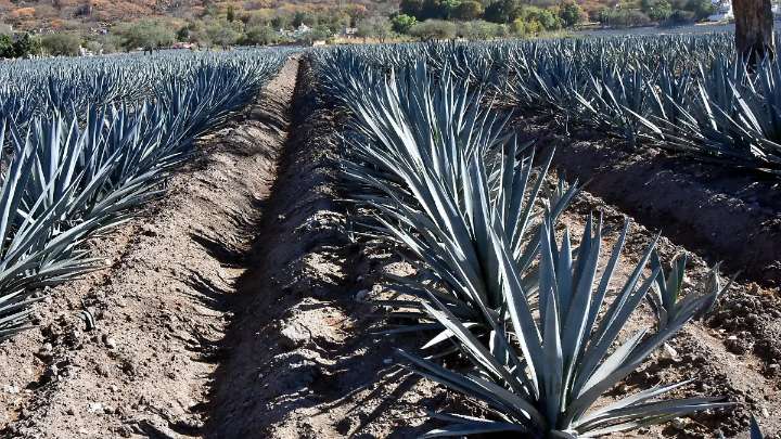 Exploran nuevos usos del agave en Guanajuato ante abandono de cultivos
