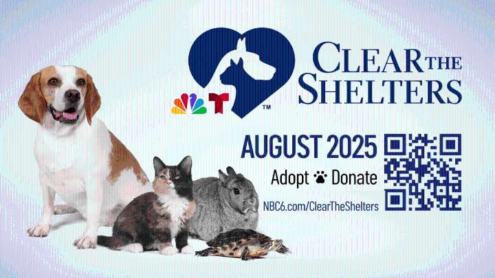 South Florida Animal Shelters