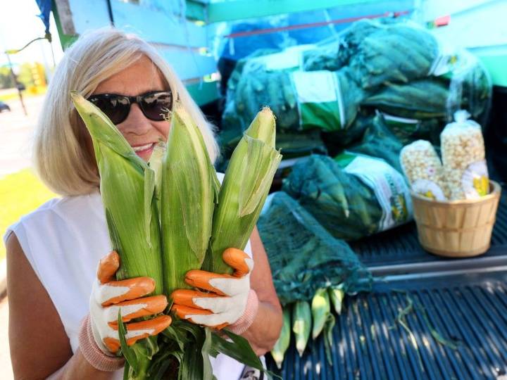 Annual Taber corn harvest ready to reach Albertans' tables