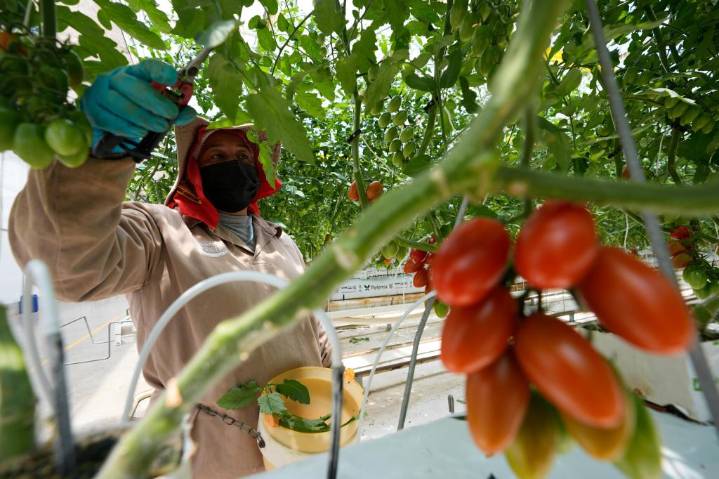 Productores mexicanos de tomate buscan alternativas para atenuar el impacto del arancel de Trump