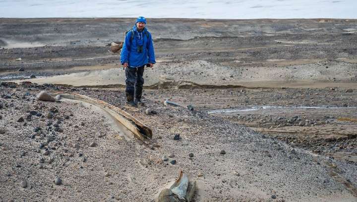 Disappearing Glacier Reveals Vast Prehistoric Whale Graveyard In Russian Arctic