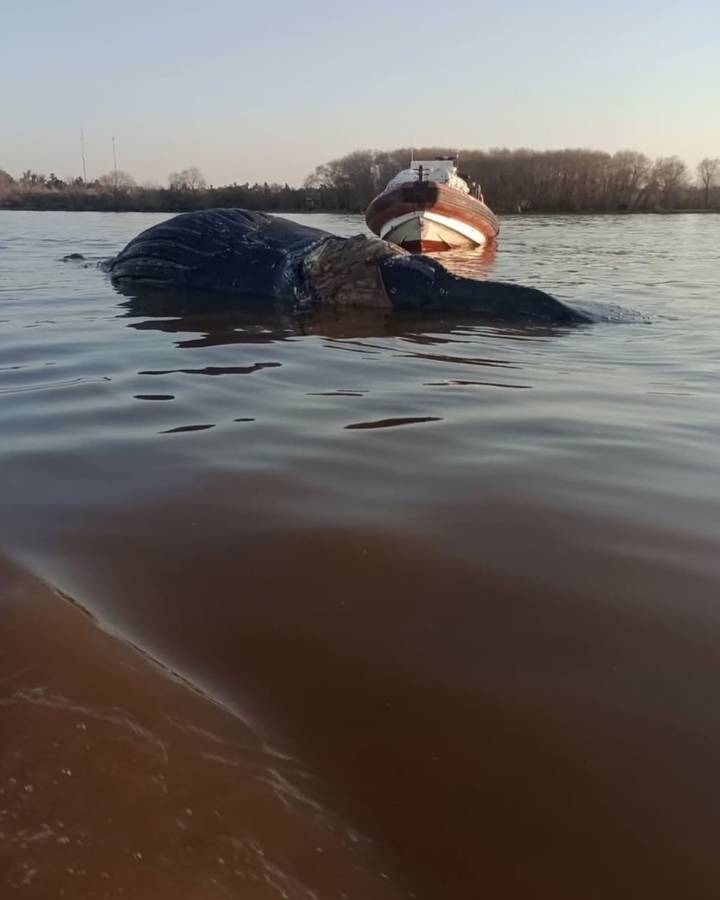 Apareció otra ballena muerta, esta vez en el río Paraná frente a la costa de Zárate