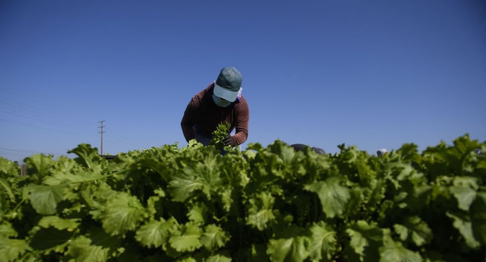 Agricultores advierten que redadas de Trump amenazan seguridad alimentaria de EE.UU.