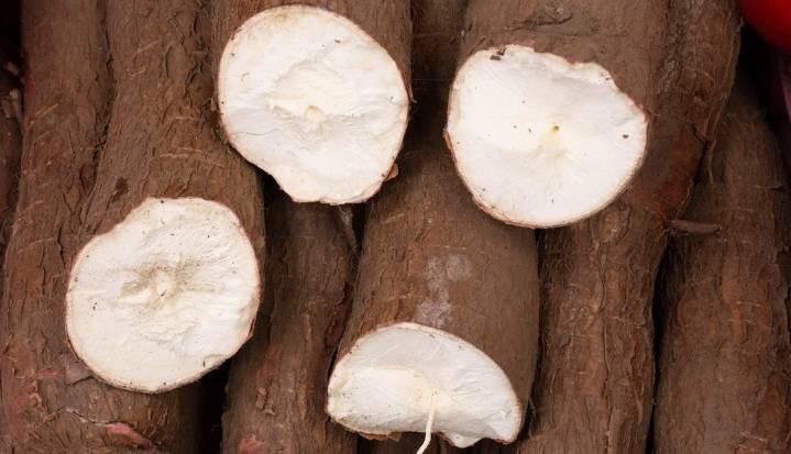 Estos son los beneficios que le puede traer el consumo de yuca en su alimentación