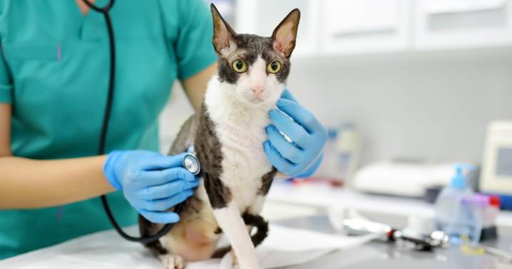 Cat dies from plague in Colorado. Here's how to protect your pets